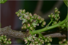 Aphananthe cuspidata